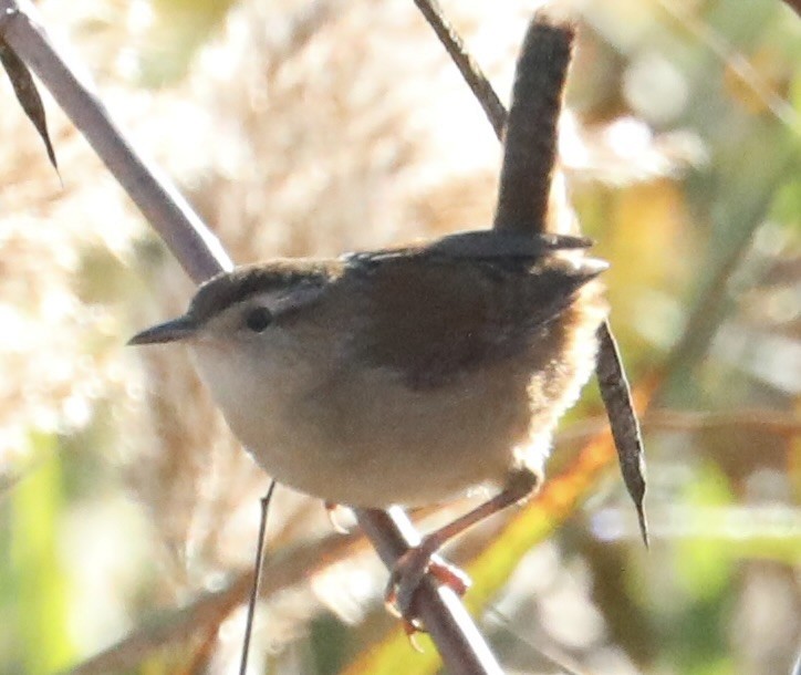 Marsh Wren - ML645785091