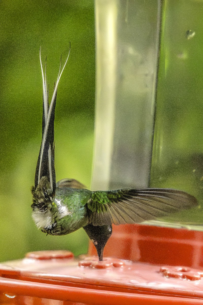 Green Thorntail - ML645785092