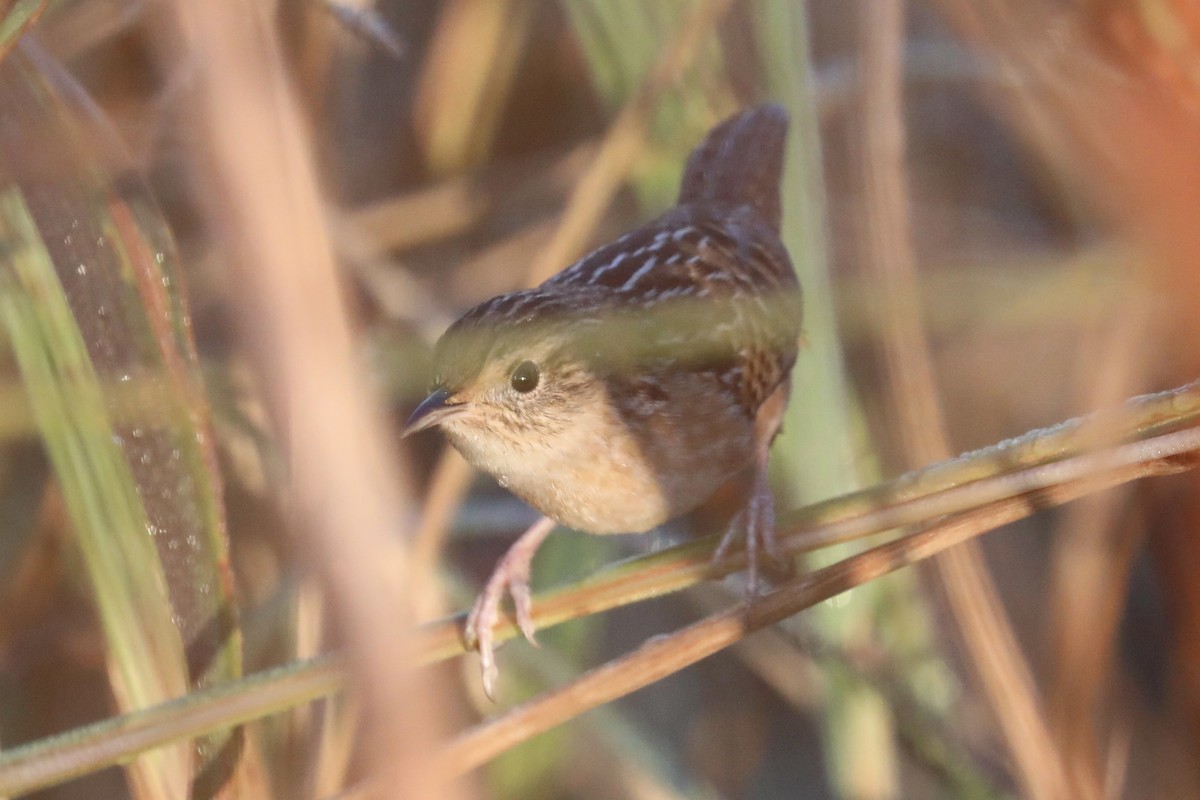 Sedge Wren - ML645785095