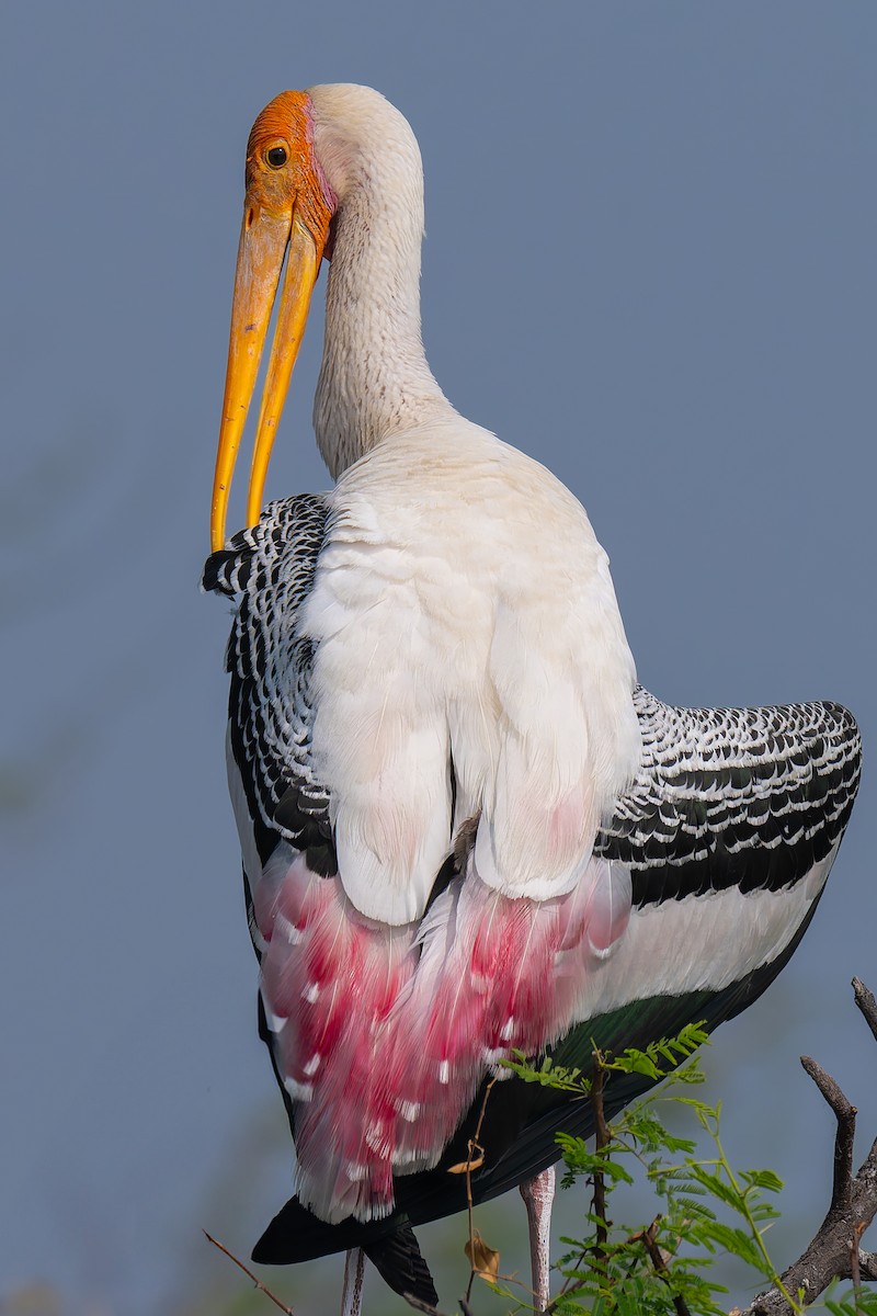 Painted Stork - ML645785098