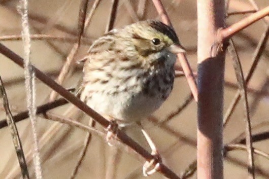 Savannah Sparrow - ML645785101