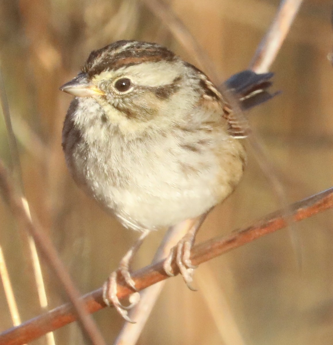 Swamp Sparrow - ML645785102