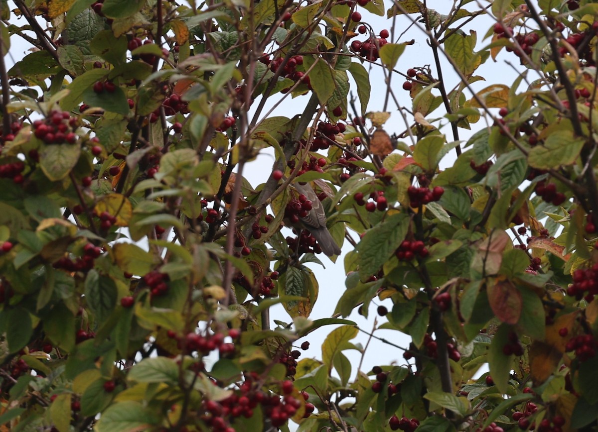Barred Warbler - ML645785104
