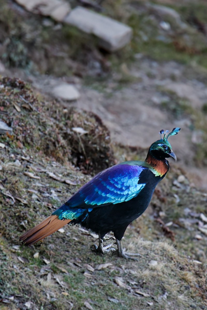 Himalayan Monal - ML645785117