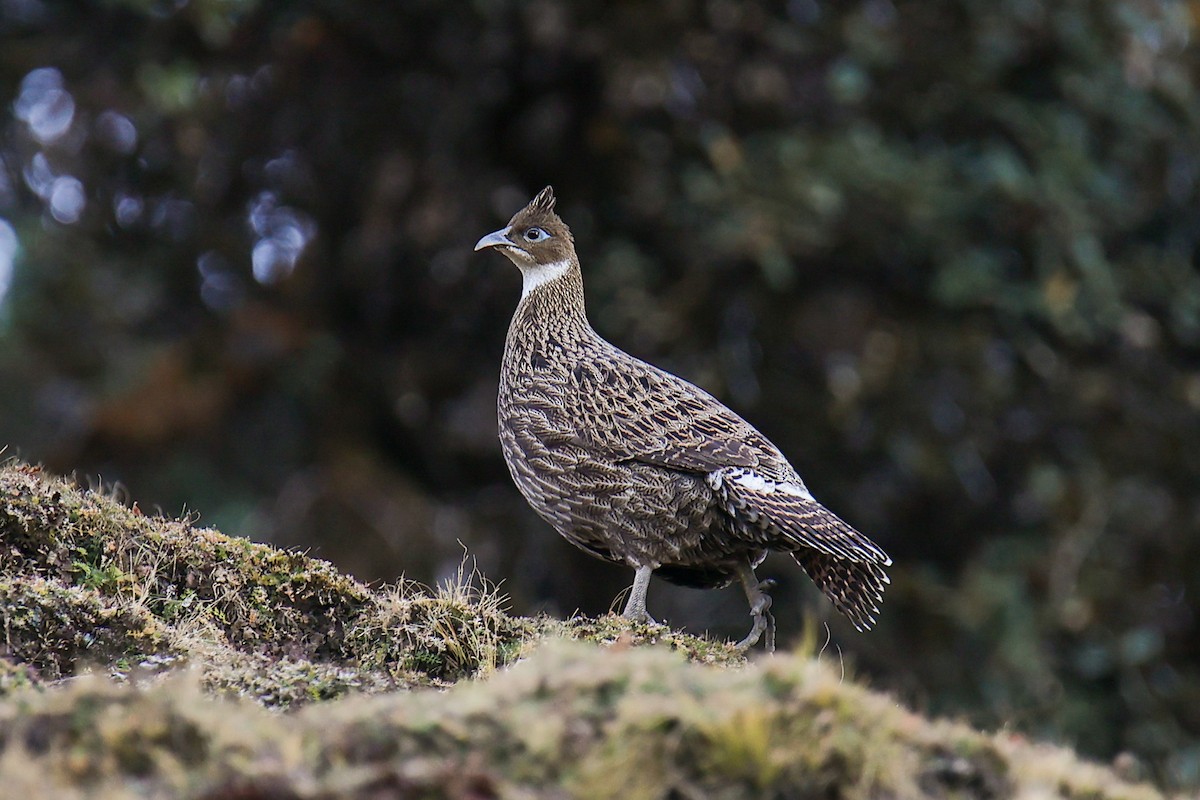 Himalayan Monal - ML645785118