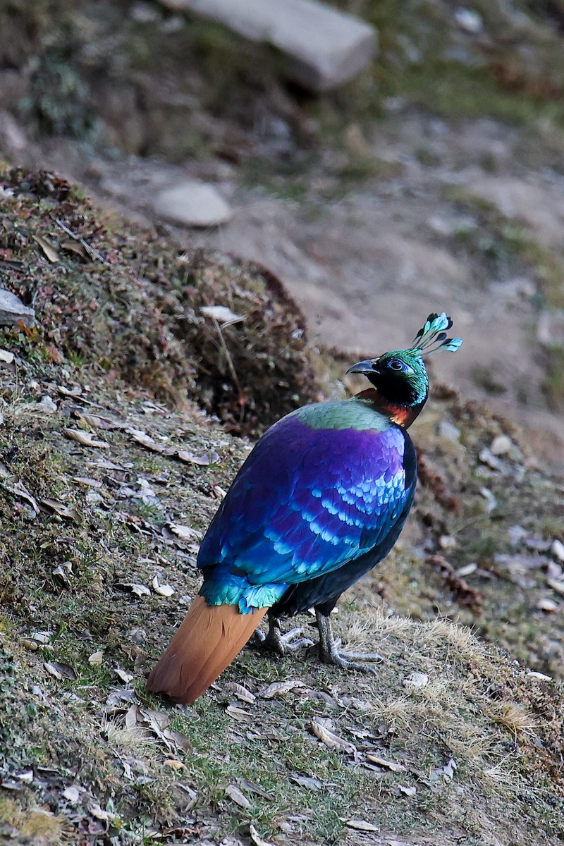 Himalayan Monal - ML645785119