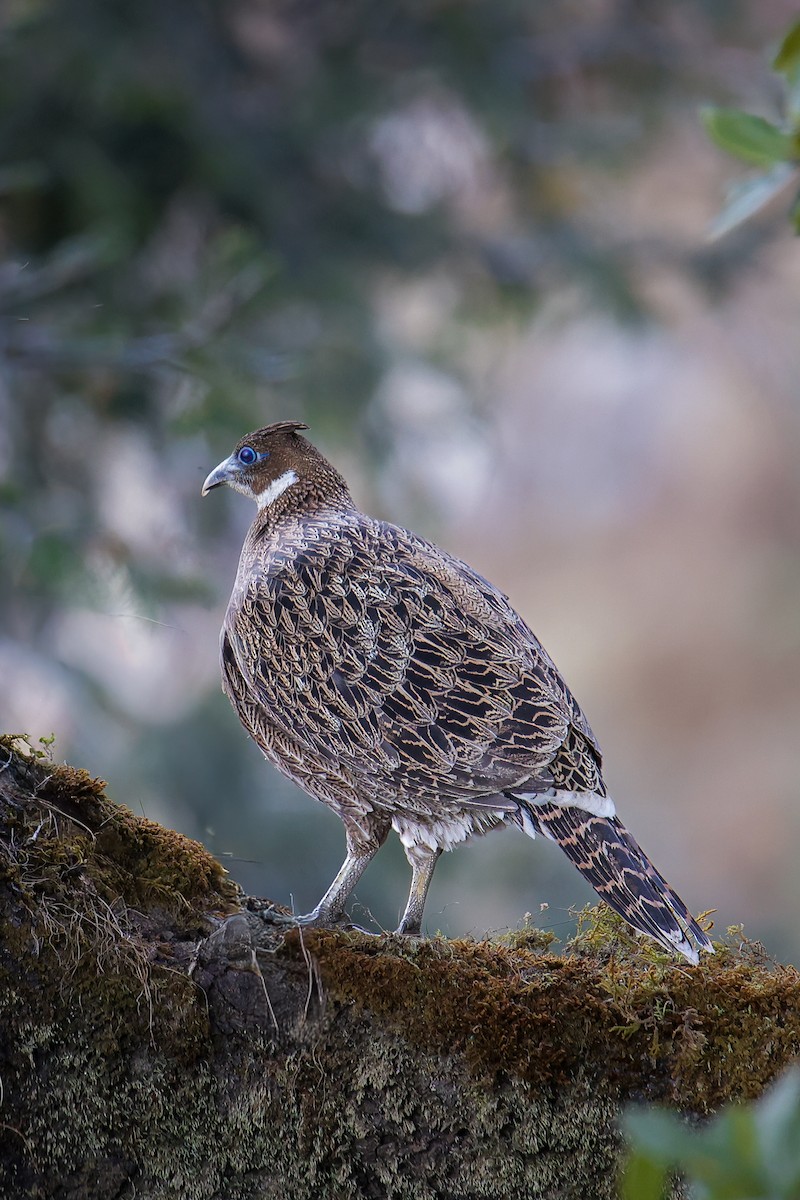 Himalayan Monal - ML645785120