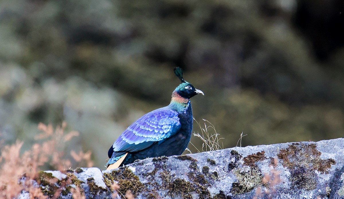 Himalayan Monal - ML645785121