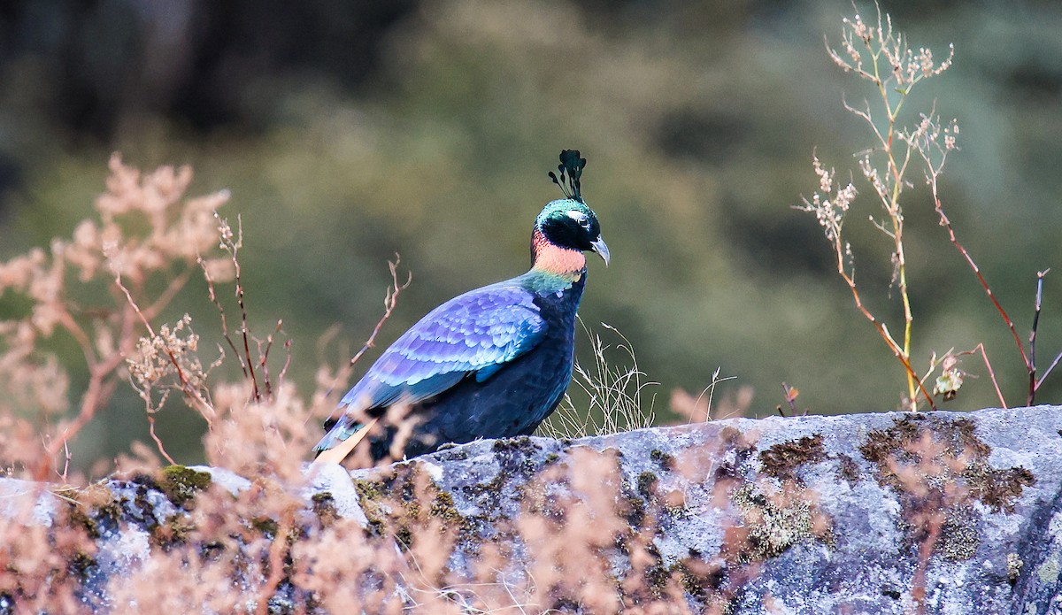 Himalayan Monal - ML645785122