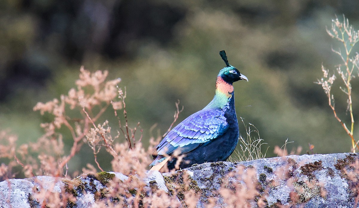 Himalayan Monal - ML645785123