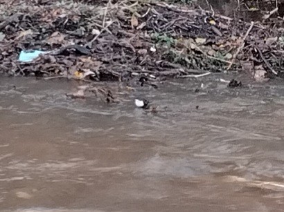 Пронурок біловолий - ML645785124