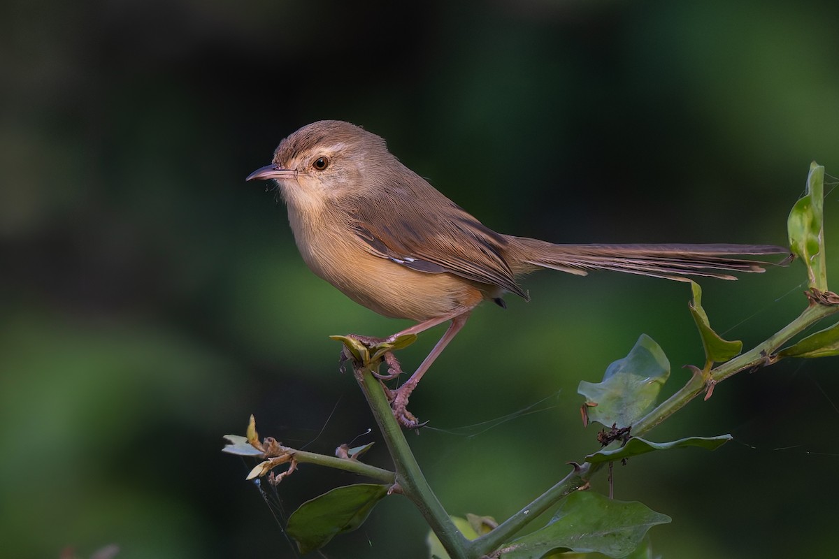 Plain Prinia - ML645785127