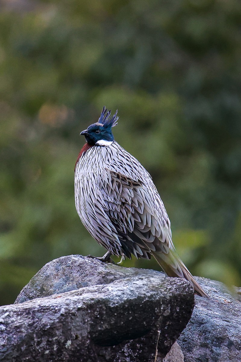 bažant chocholatý - ML645785137