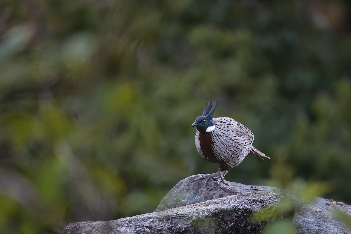 bažant chocholatý - ML645785138