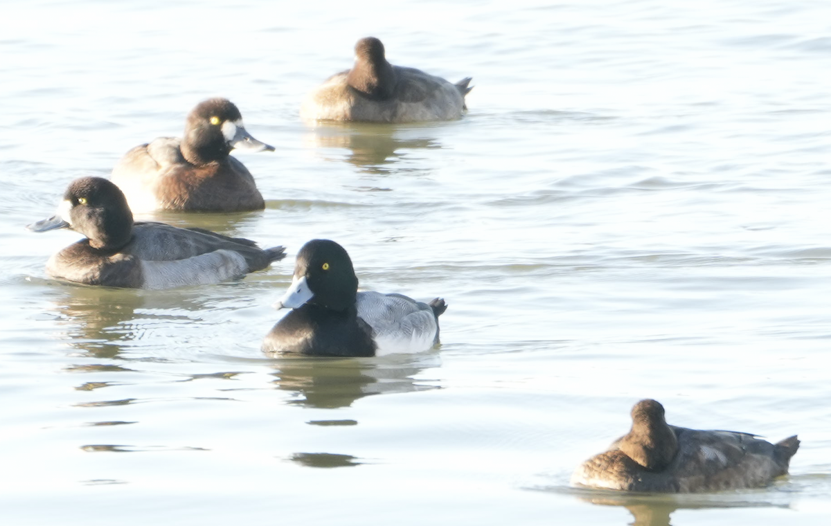 スズガモ - ML645785142