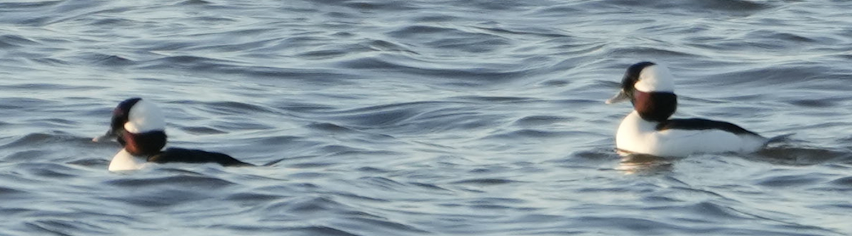 ヒメハジロ - ML645785147