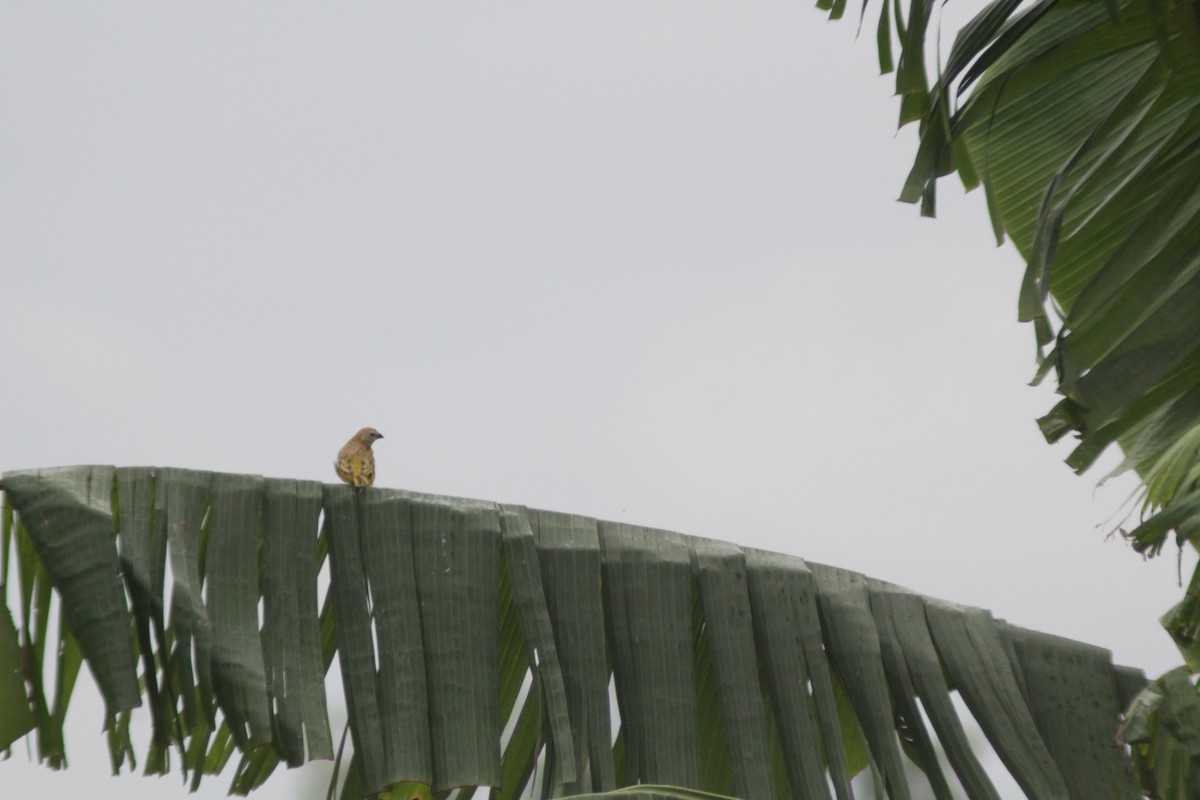 Saffron Finch - ML645785158