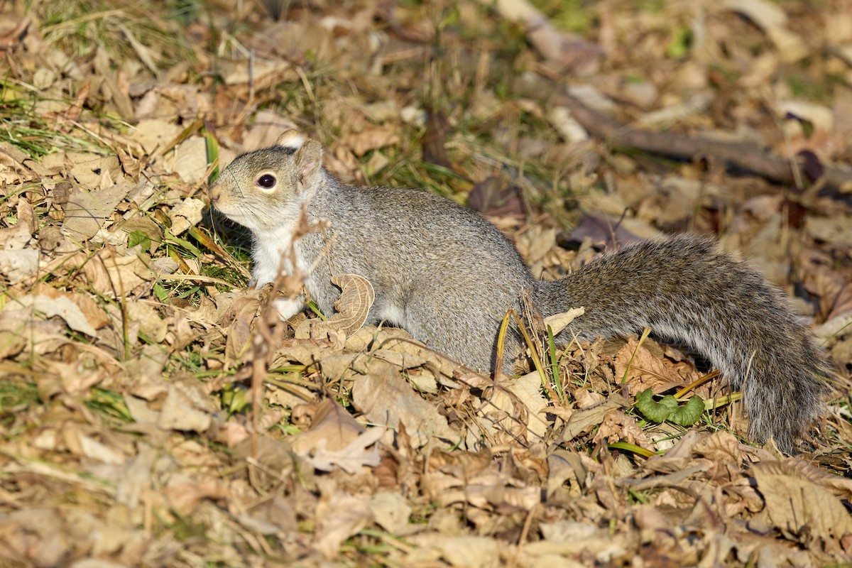 Eastern Gray Squirrel - ML645785159