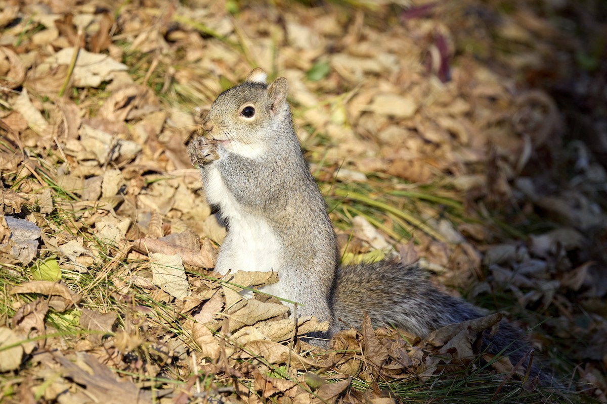Eastern Gray Squirrel - ML645785160
