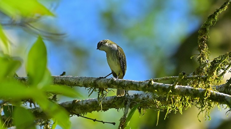 Mistletoe Tyrannulet - ML645785167