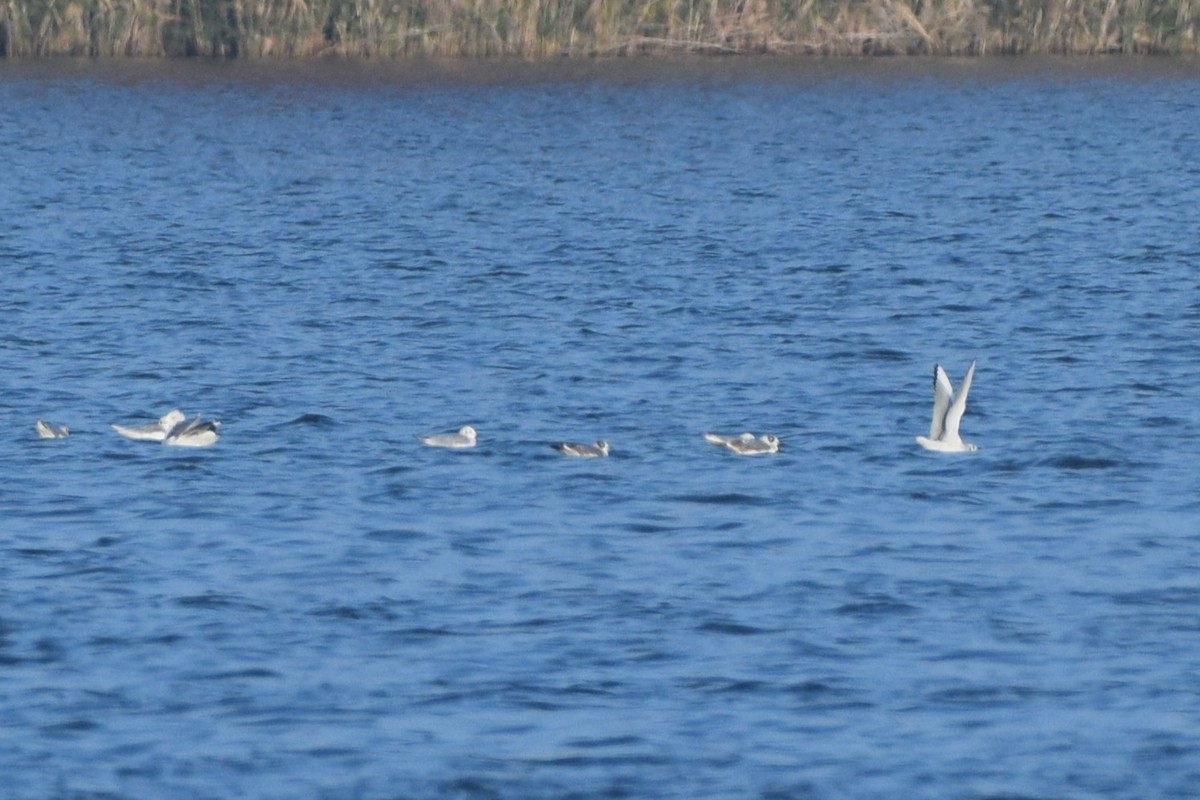 racek vnitrozemský - ML645785168