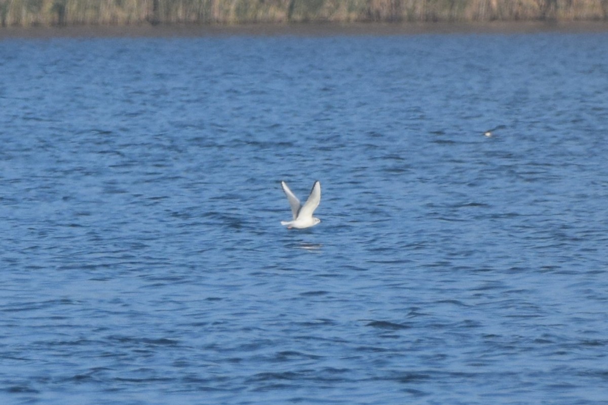 racek Bonapartův - ML645785172