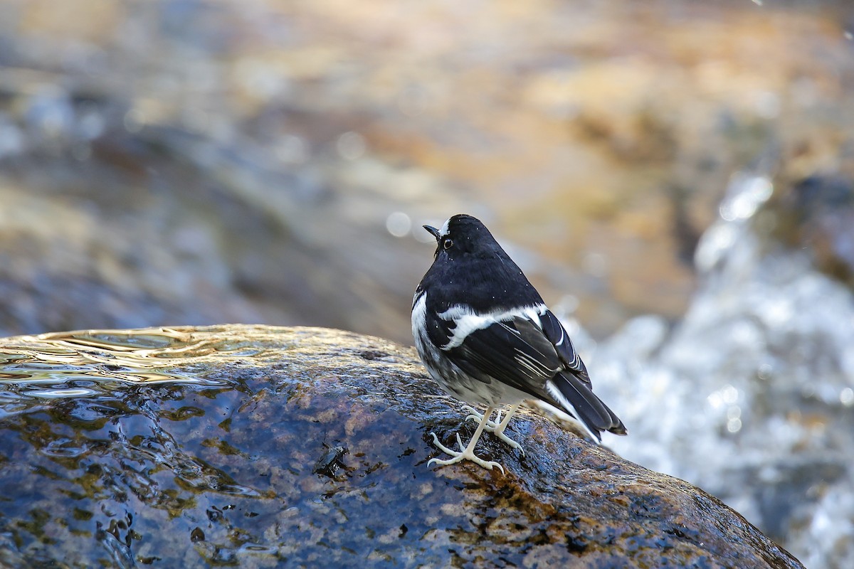 Little Forktail - ML645785190