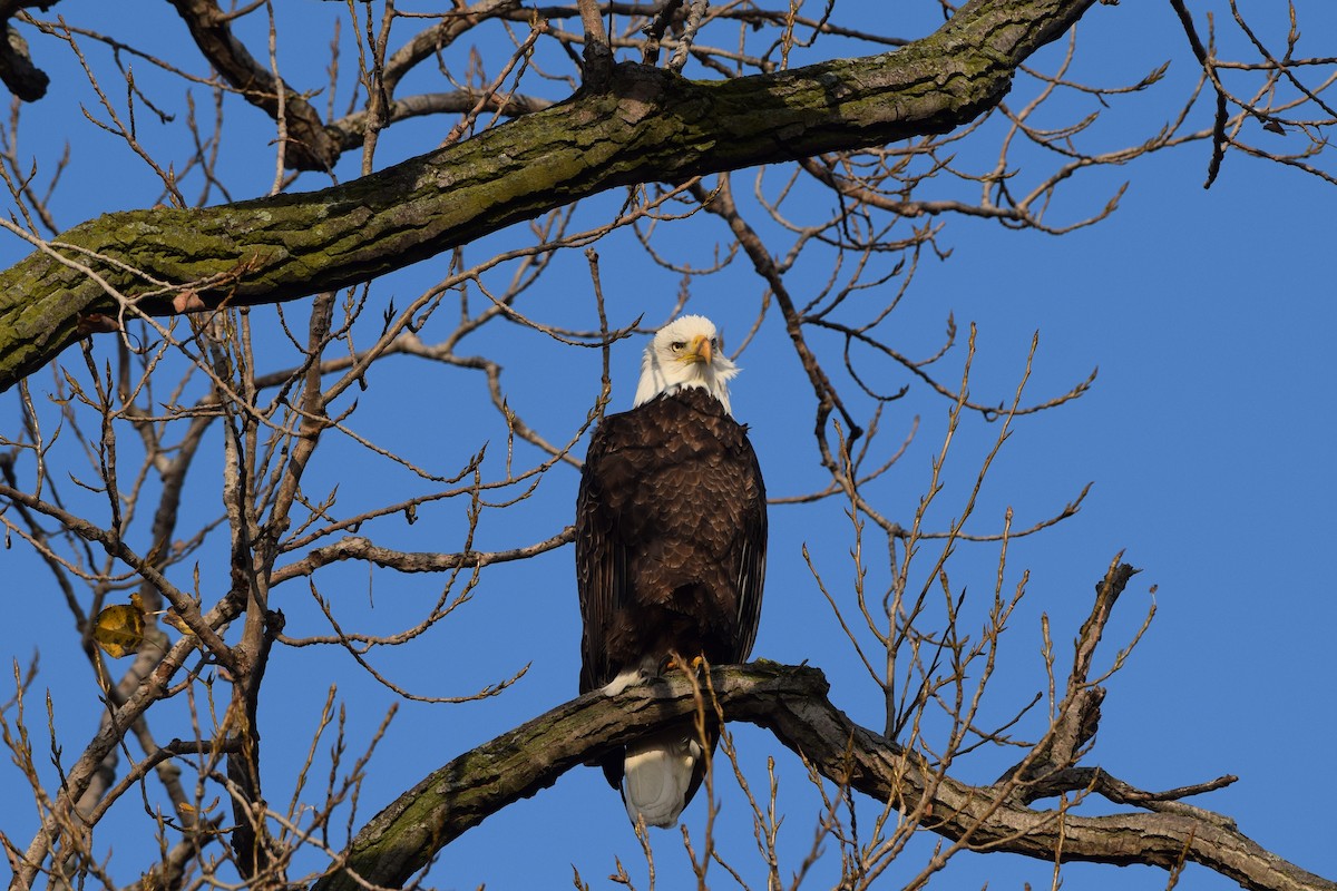 orel bělohlavý - ML645785200