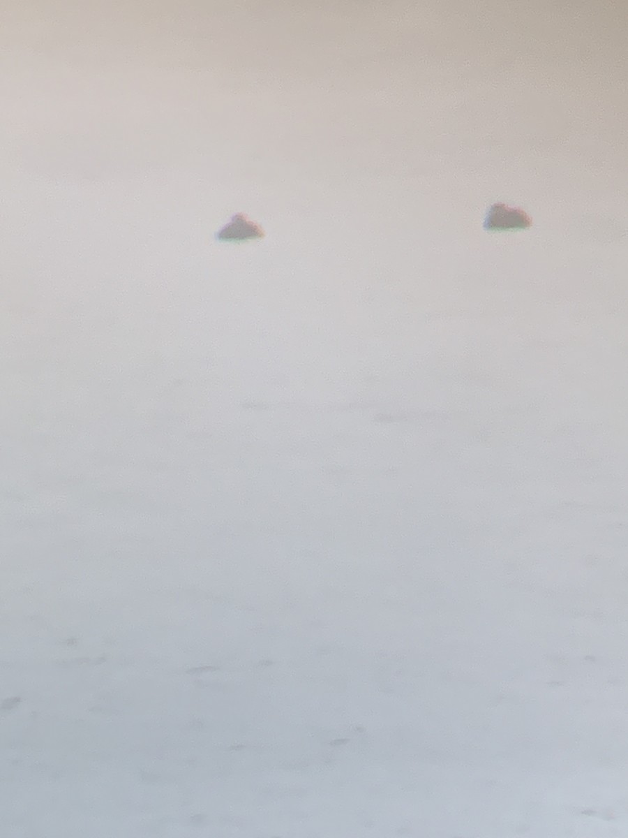 Black Scoter - ML645785220