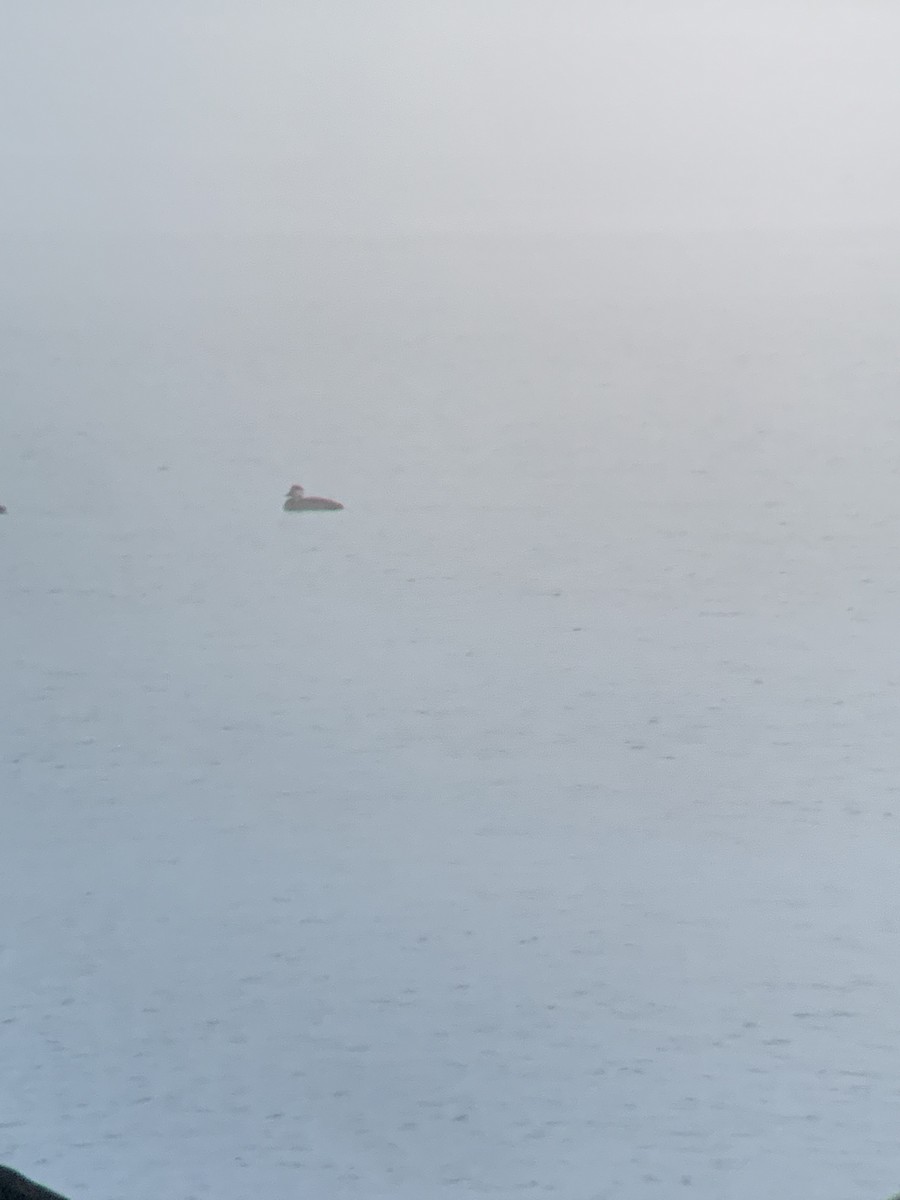 Black Scoter - ML645785221