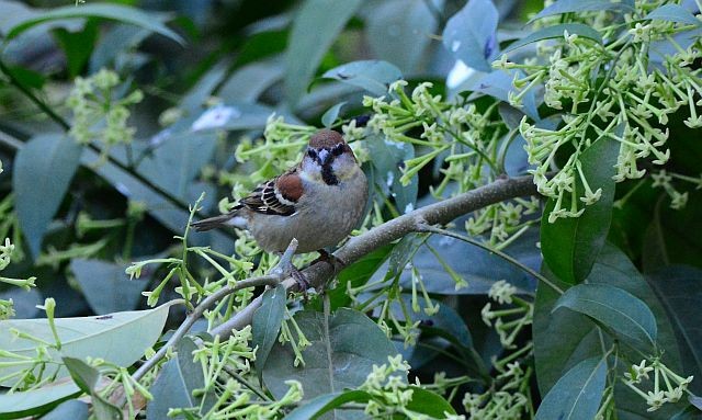 山麻雀 - ML645785226