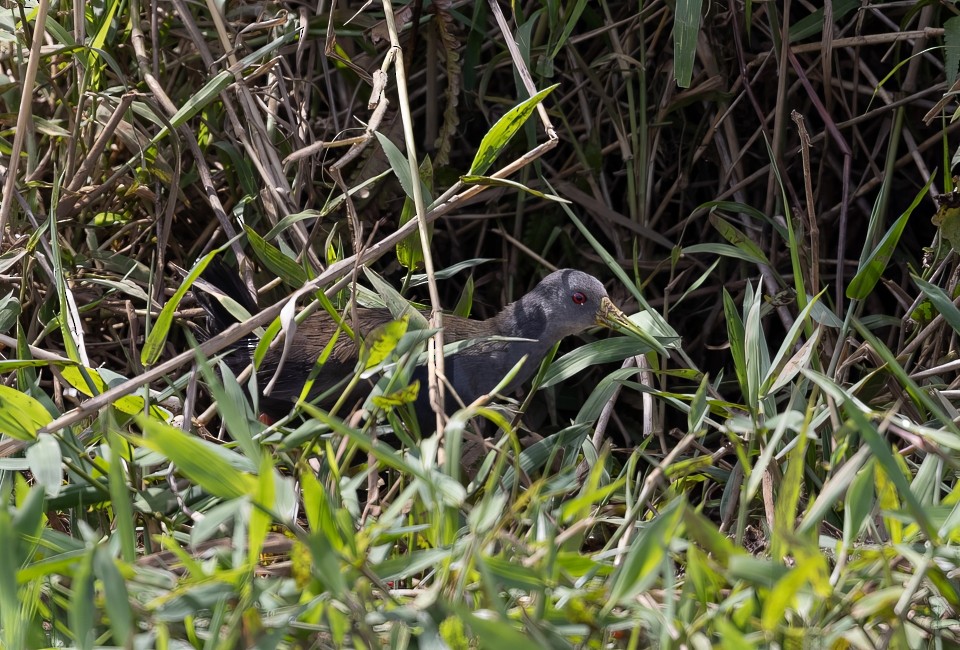 Râle noirâtre - ML645785231