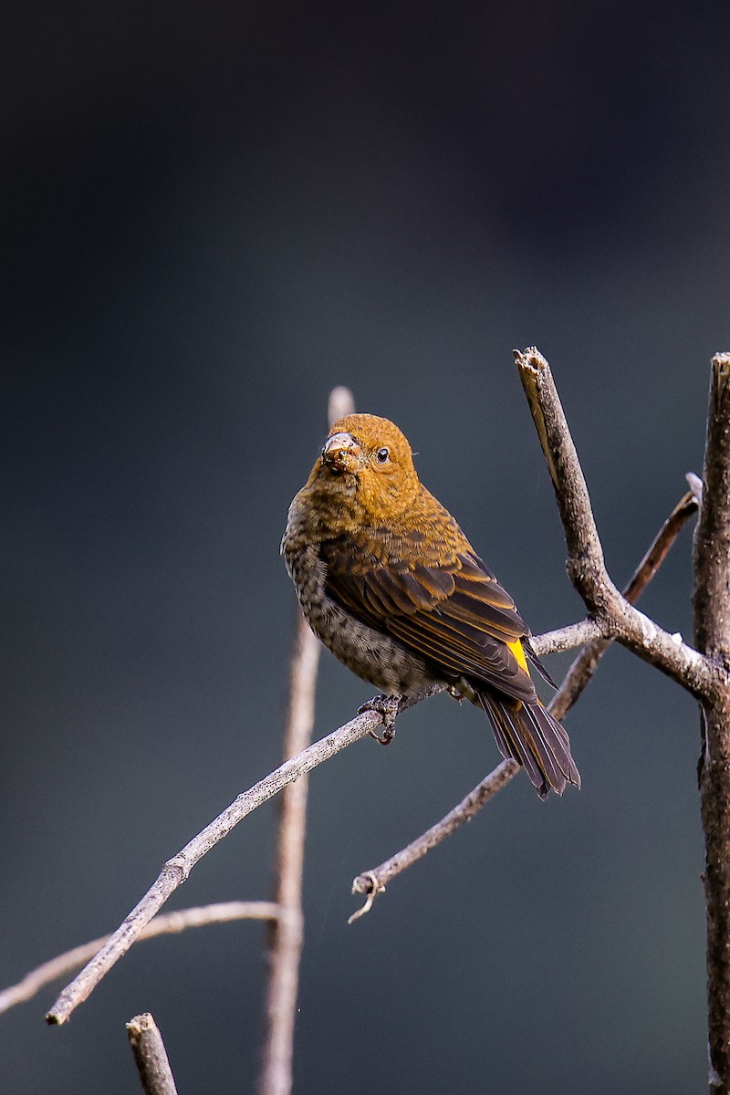 Scarlet Finch - ML645785244