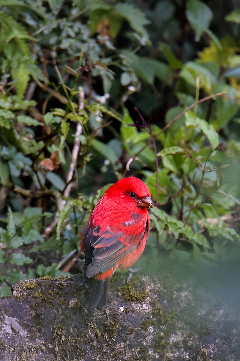 Scarlet Finch - ML645785245