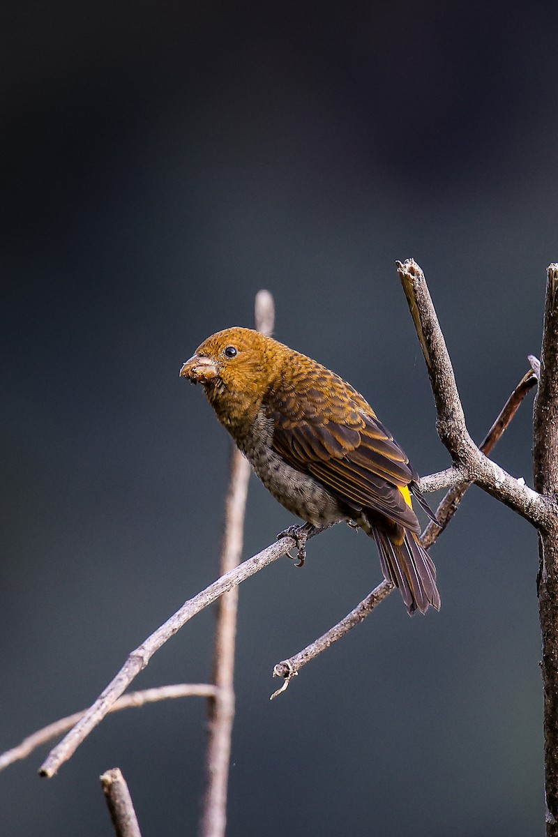 Scarlet Finch - ML645785246