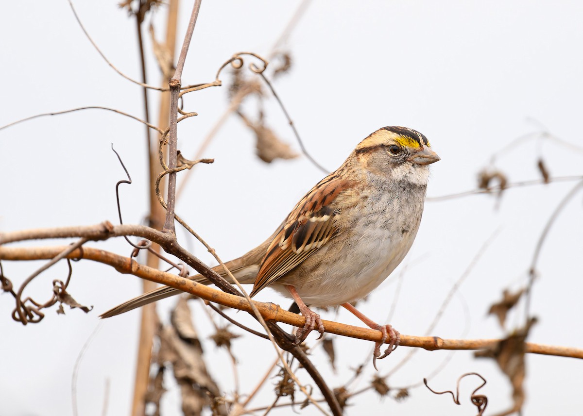 White-throated Sparrow - ML645785248