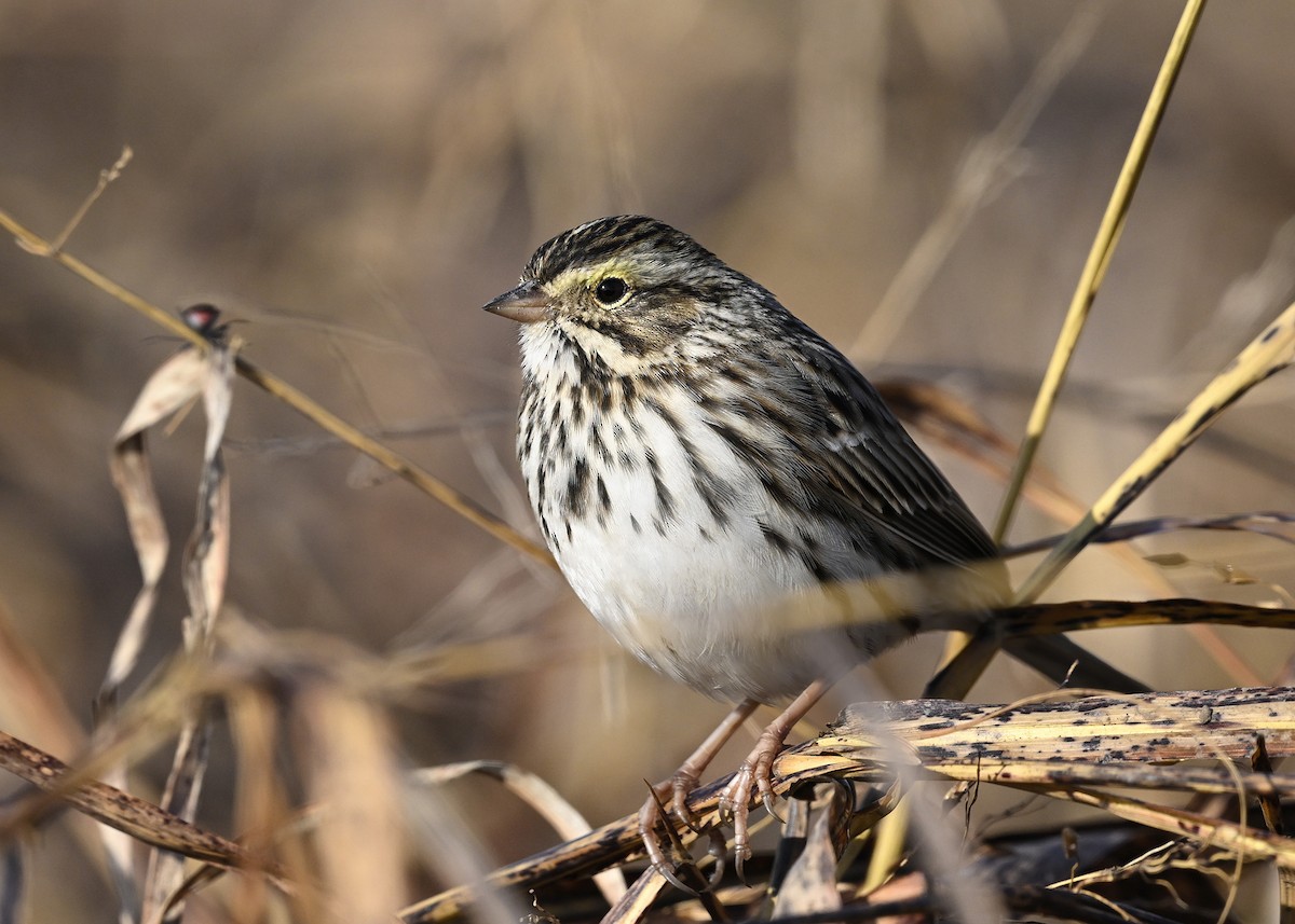 Savannah Sparrow - ML645785263
