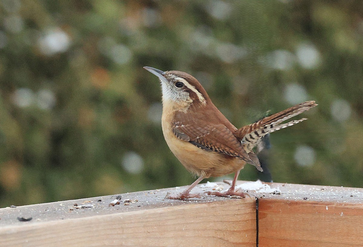 Carolina Wren - ML645785275