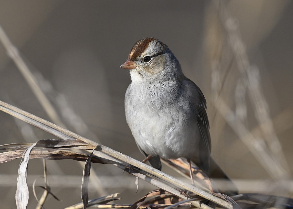 White-crowned Sparrow - ML645785276