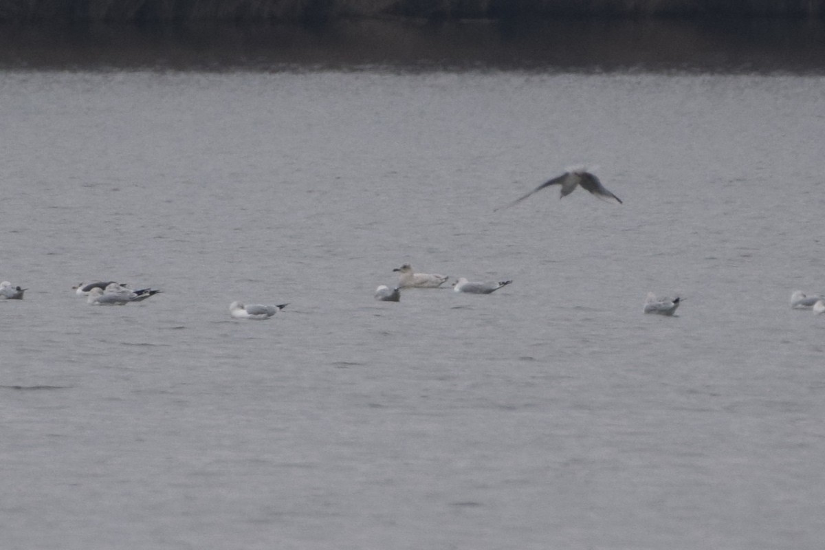 racek polární - ML645785289