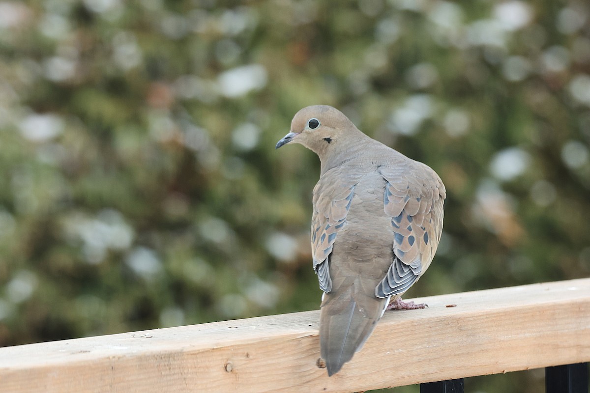 Mourning Dove - ML645785301