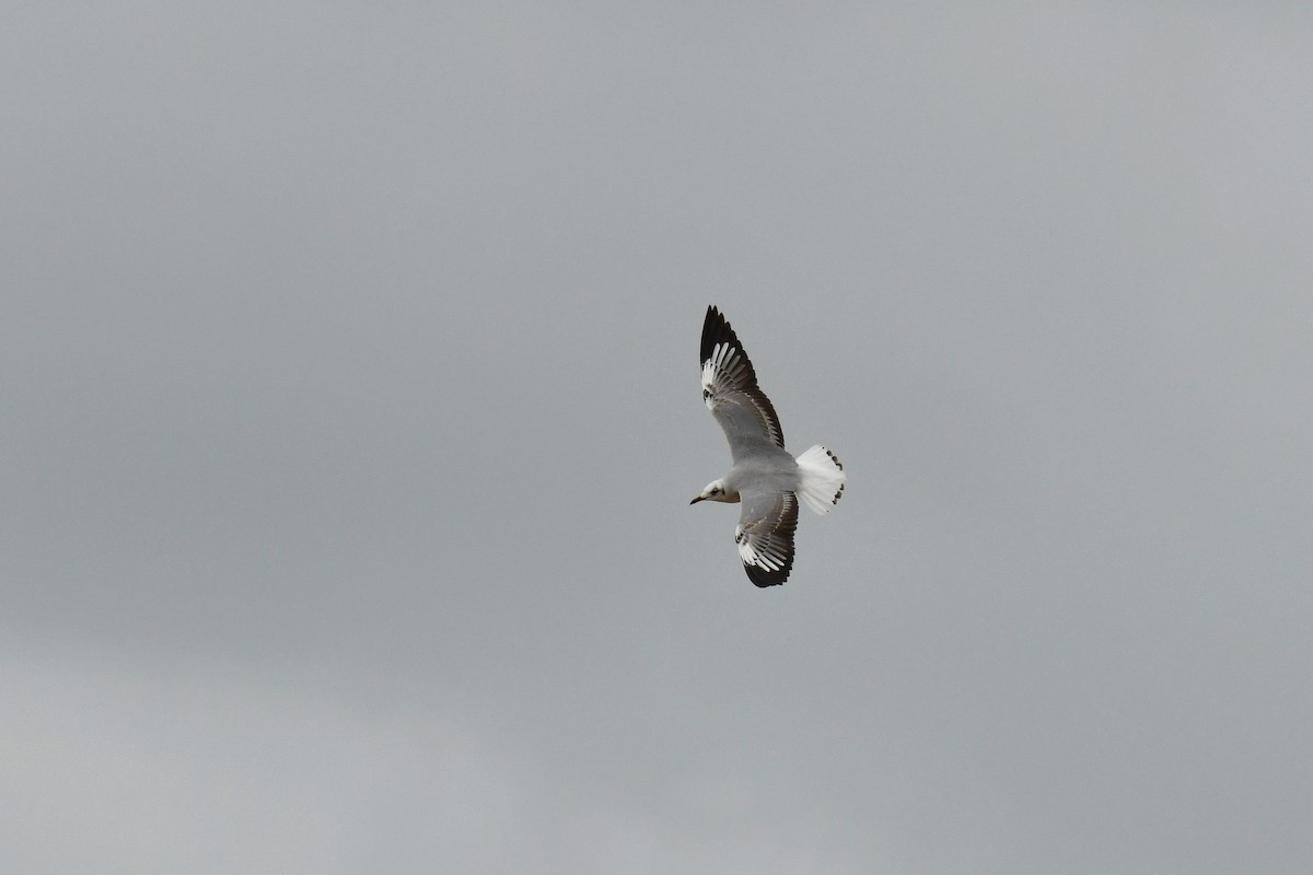 Gray-hooded Gull - ML645785333