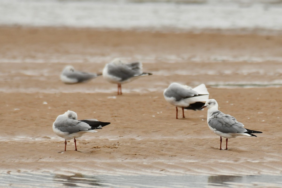 Gray-hooded Gull - ML645785334