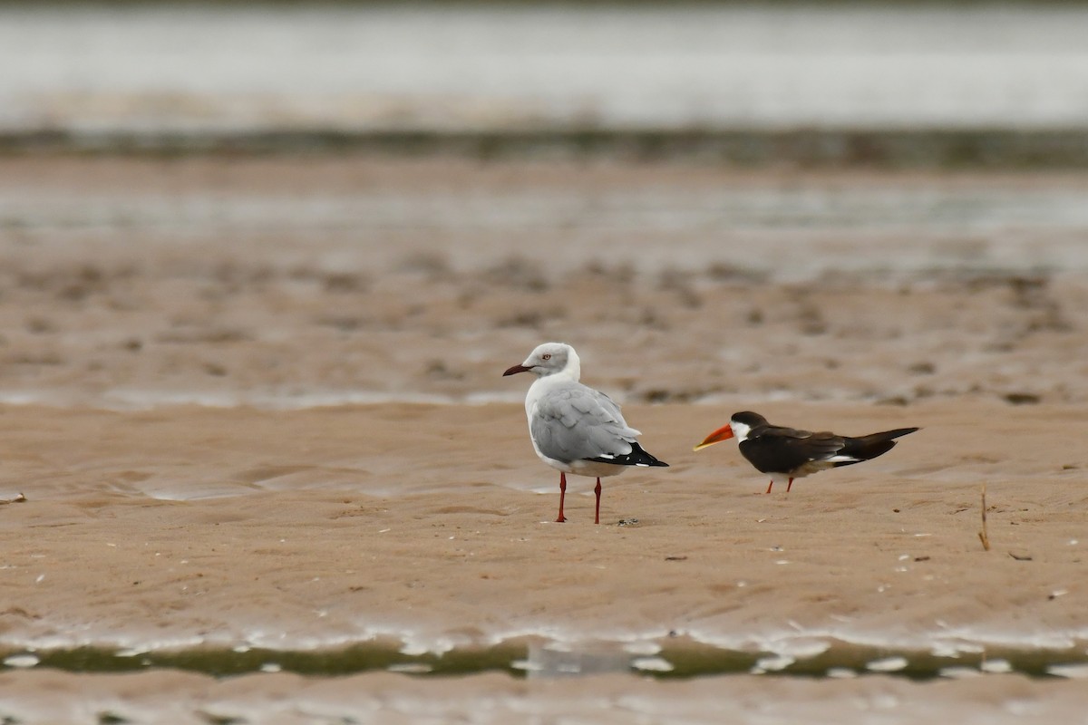 Gray-hooded Gull - ML645785335