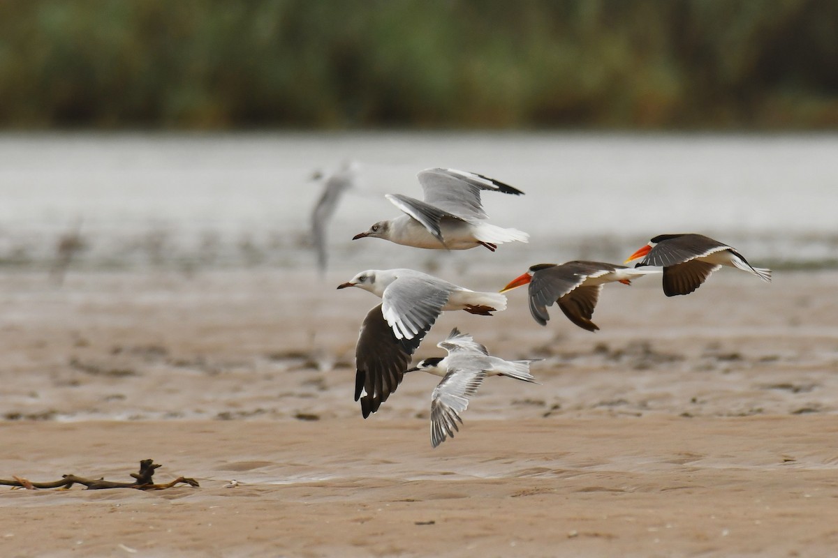 Gray-hooded Gull - ML645785336