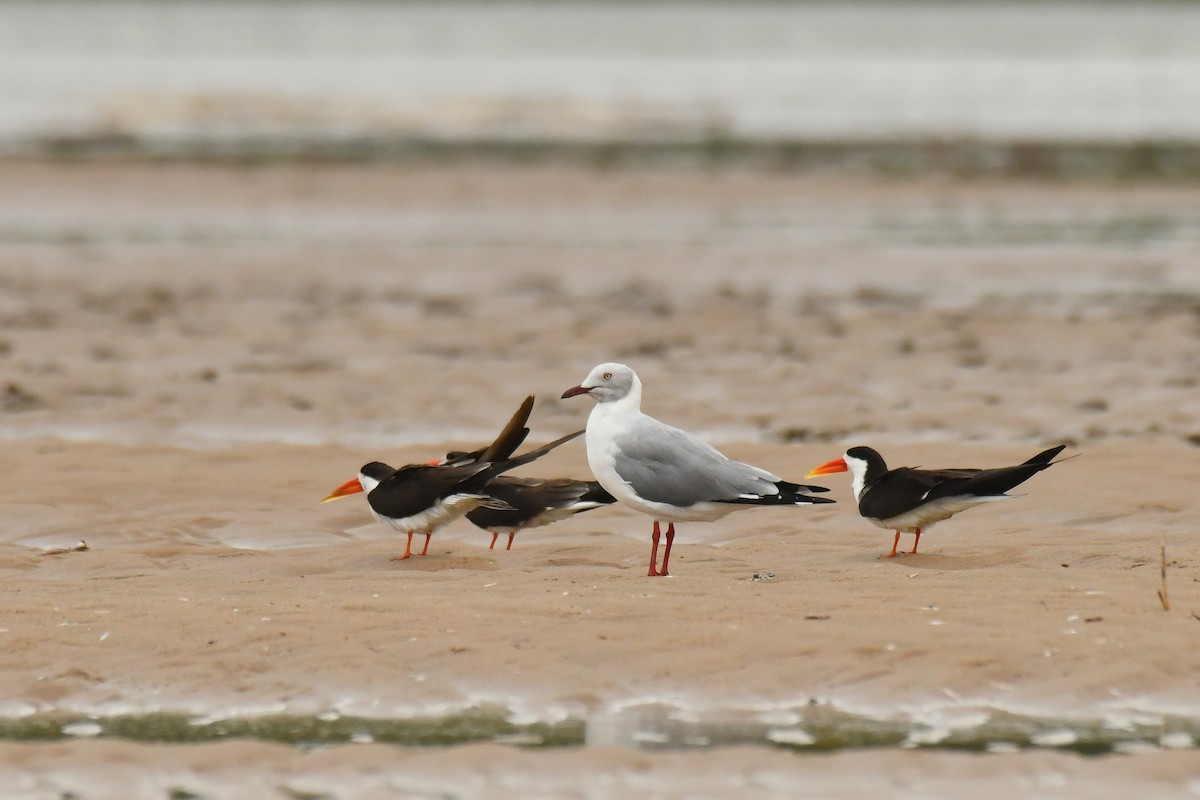 Gray-hooded Gull - ML645785337