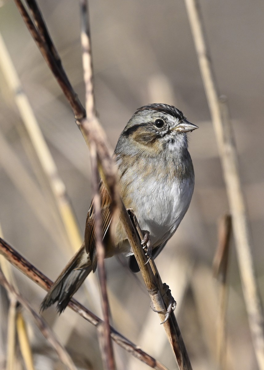 Swamp Sparrow - ML645785338