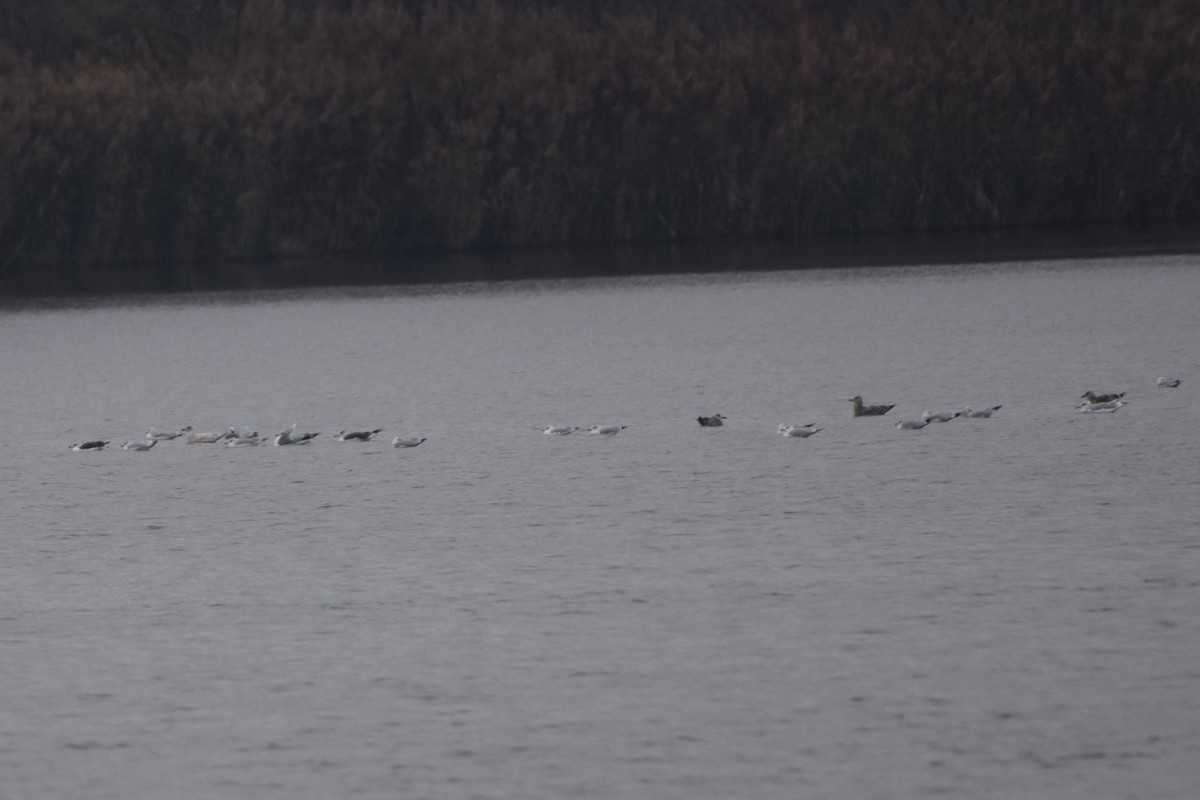 racek žlutonohý - ML645785347