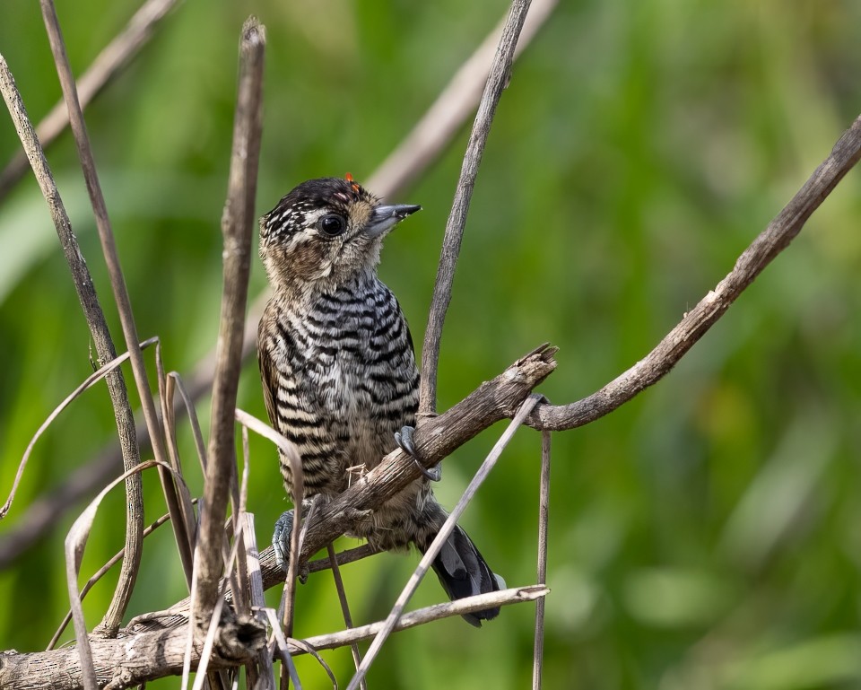 Carpinterito Variable - ML645785352