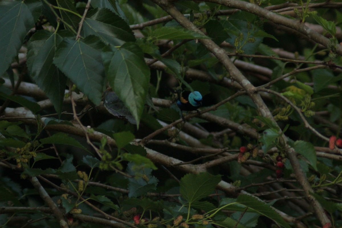 Blue-necked Tanager - ML645785353
